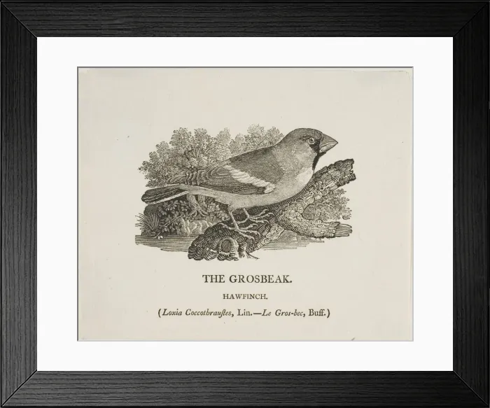 Framed Print : Grosbeak, n. d. Creator: Thomas Bewick Framed Print : Grosbeak, n. d. Creator: Thomas Bewick