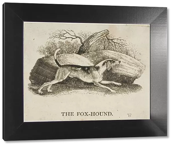 Fox Hound, n. d. Creator: Thomas Bewick