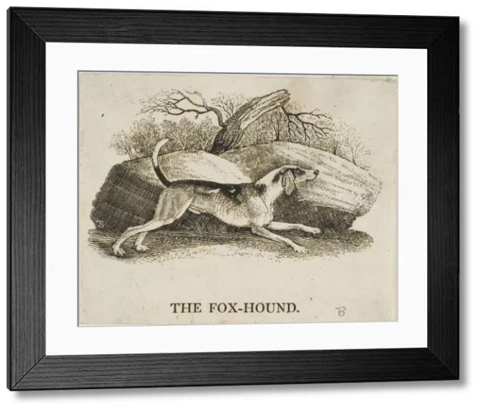 Framed Print : Fox Hound, n. d. Creator: Thomas Bewick Framed Print : Fox Hound, n. d. Creator: Thomas Bewick