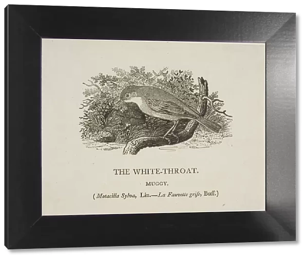 White Throat (Bird), n. d. Creator: Thomas Bewick