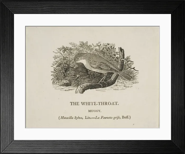 Framed Print : White Throat (Bird), n. d. Creator: Thomas Bewick Framed Print : White Throat (Bird), n. d. Creator: Thomas Bewick