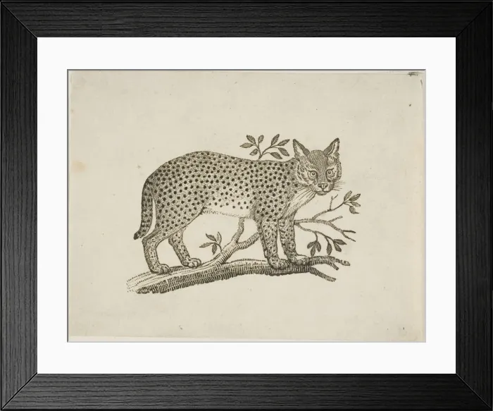 Framed Print : The Serval, n. d. Creator: Thomas Bewick Framed Print : The Serval, n. d. Creator: Thomas Bewick