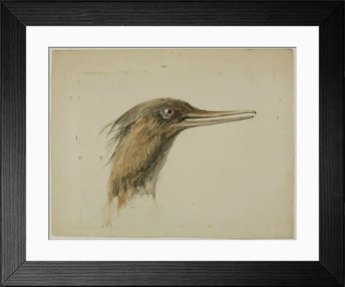 Framed Print : Merganser, February 29, 1890. Creator: John Ruskin Framed Print : Merganser, February 29, 1890. Creator: John Ruskin