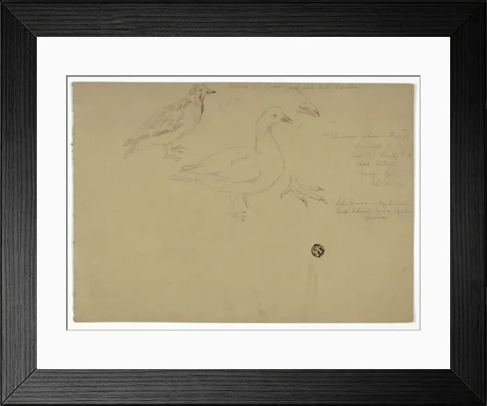 Framed Print : Sketches of Birds, c. 1888. Creator: Henry Stacy Marks Framed Print : Sketches of Birds, c. 1888. Creator: Henry Stacy Marks
