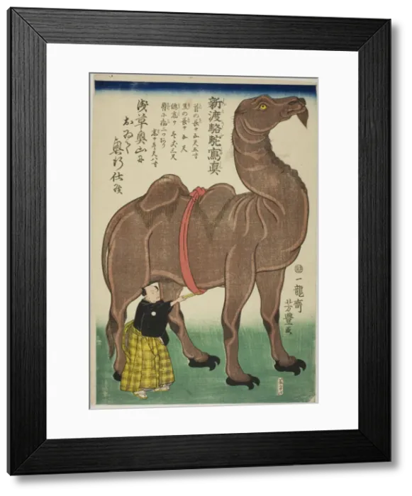 Framed Print : True Drawing of a Newly Arrived Camel (Shinto rakuda shashin), 1863 Framed Print : True Drawing of a Newly Arrived Camel (Shinto rakuda shashin), 1863