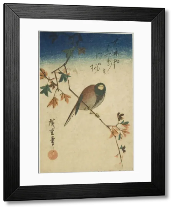 Framed Print : Bird on maple branch, 1830s-1840s. Creator: Ando Hiroshige Framed Print : Bird on maple branch, 1830s-1840s. Creator: Ando Hiroshige