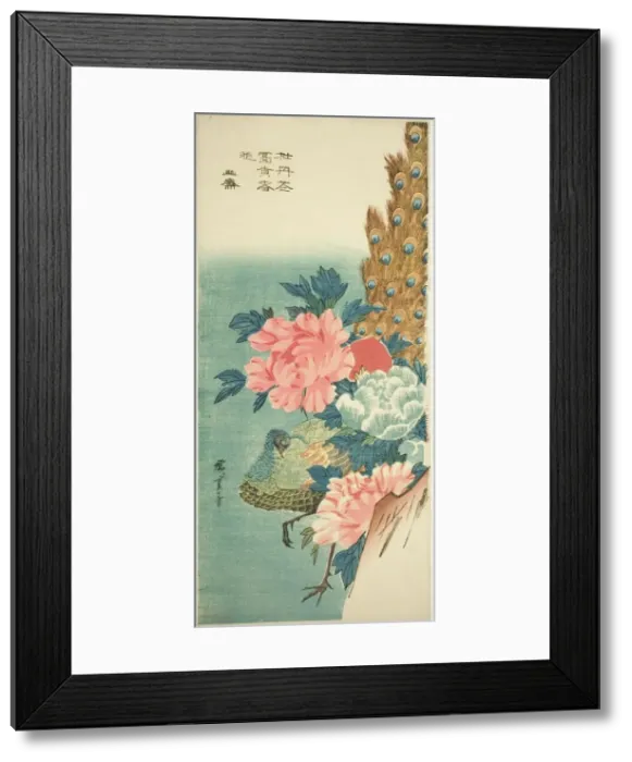 Framed Print : Peacock and peonies, 1830s. Creator: Ando Hiroshige Framed Print : Peacock and peonies, 1830s. Creator: Ando Hiroshige