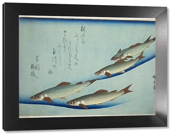 River trout, c. 1832 / 44. Creator: Ando Hiroshige