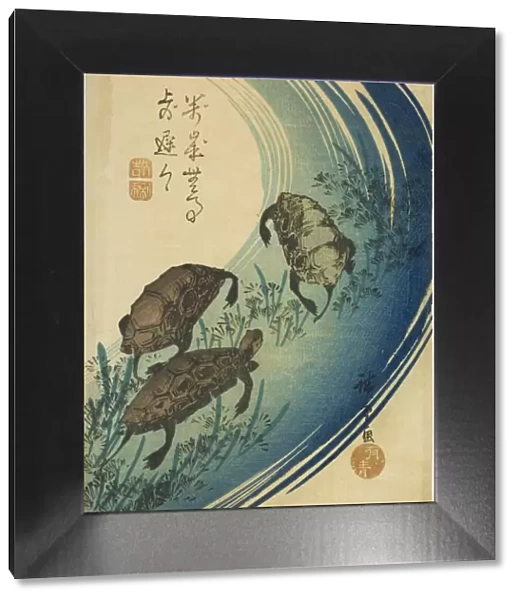 Turtles swimming in a stream, c. 1840. Creator: Ando Hiroshige