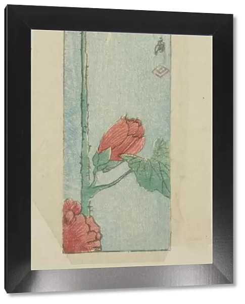 Envelope with hibiscus, n. d. Creator: Ando Hiroshige
