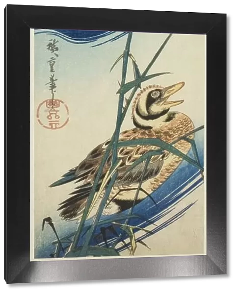 Two Ducks Swimming Among Reeds, c. 1834 / 39. Creator: Ando Hiroshige