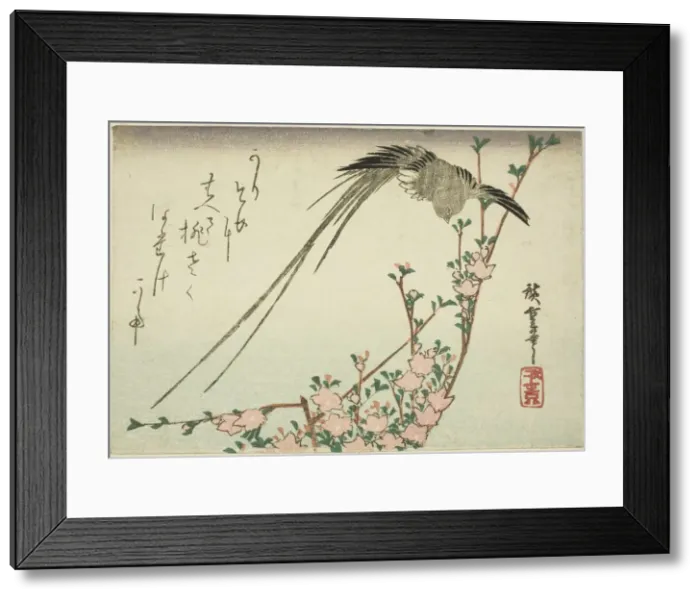Framed Print : Long-tailed bird and peach blossoms, 1830s. Creator: Ando Hiroshige Framed Print : Long-tailed bird and peach blossoms, 1830s. Creator: Ando Hiroshige