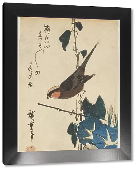 Sparrow and morning glories, n. d. Creator: Ando Hiroshige