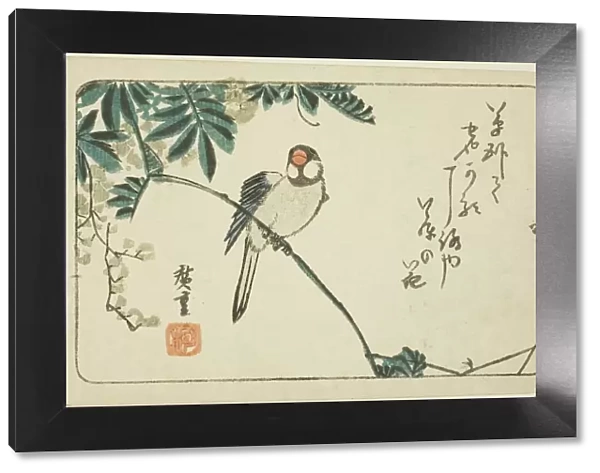 Sparrow and wisteria, n. d. Creator: Ando Hiroshige