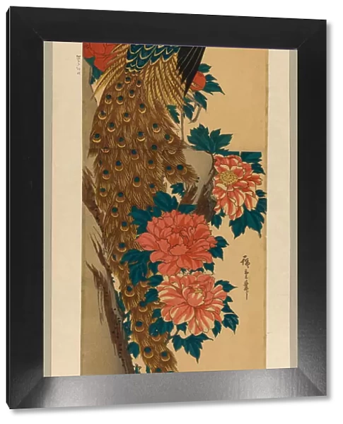 Peacock and peonies, early 1840s. Creator: Ando Hiroshige