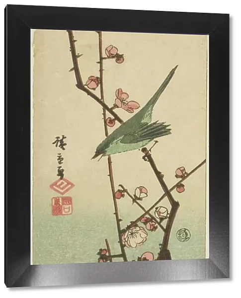 Warbler on plum branch, n. d. Creator: Ando Hiroshige