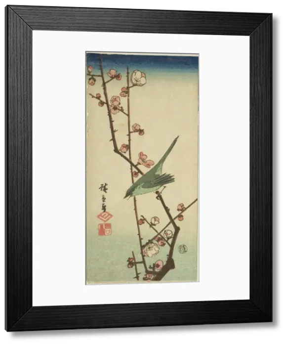 Framed Print : Warbler on plum branch, n. d. Creator: Ando Hiroshige Framed Print : Warbler on plum branch, n. d. Creator: Ando Hiroshige
