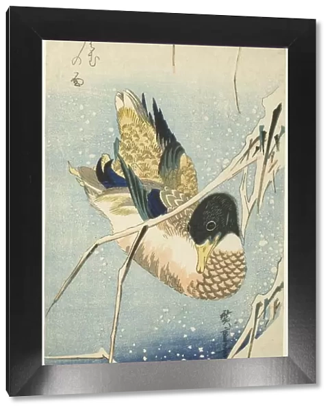 A Wild Duck Swimming by a Snow-covered Bank beneath Snow-laden Reeds, 1830s. Creator: Ando Hiroshige