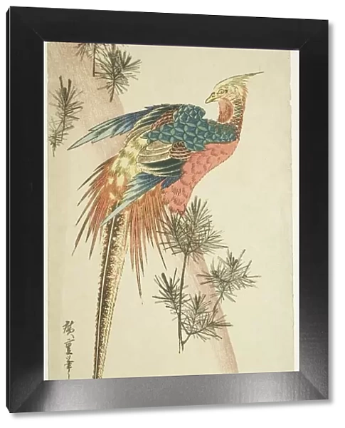 Golden pheasant and pine shoots in snow, c. 1833. Creator: Ando Hiroshige