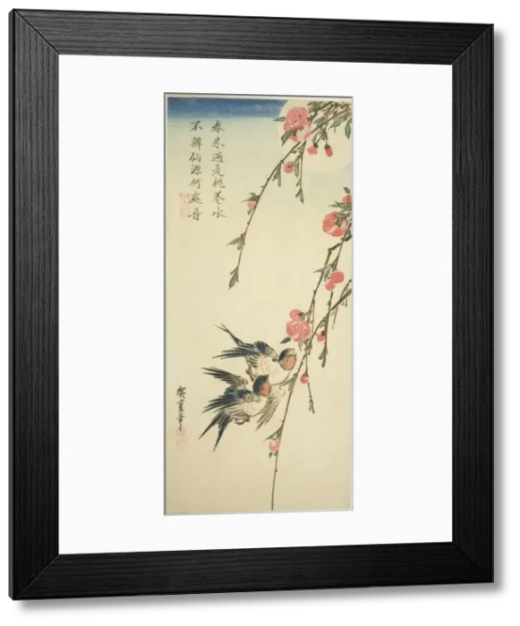 Framed Print : Swallows, peach blossoms, and full moon, 1830s. Creator: Ando Hiroshige Framed Print : Swallows, peach blossoms, and full moon, 1830s. Creator: Ando Hiroshige