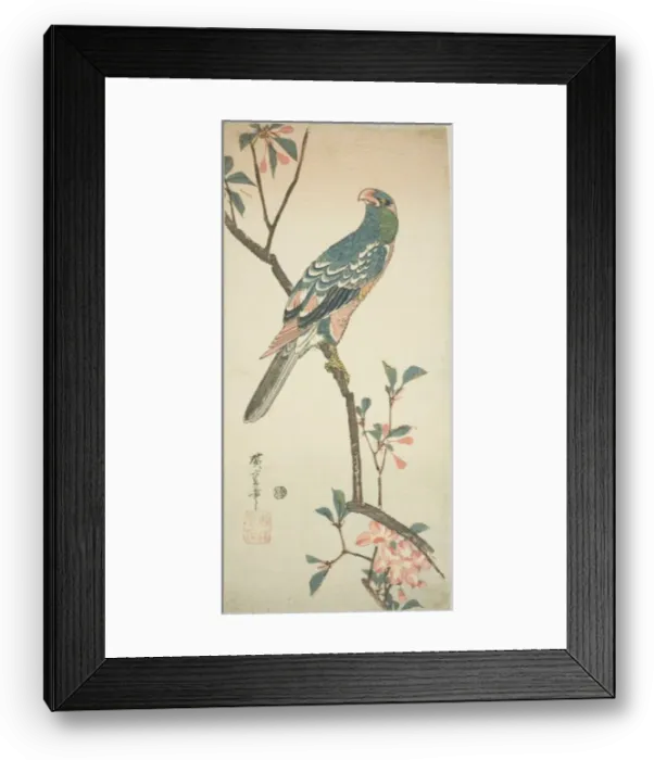Framed Print : Parrot on a blossoming branch, 1830s. Creator: Ando Hiroshige Framed Print : Parrot on a blossoming branch, 1830s. Creator: Ando Hiroshige