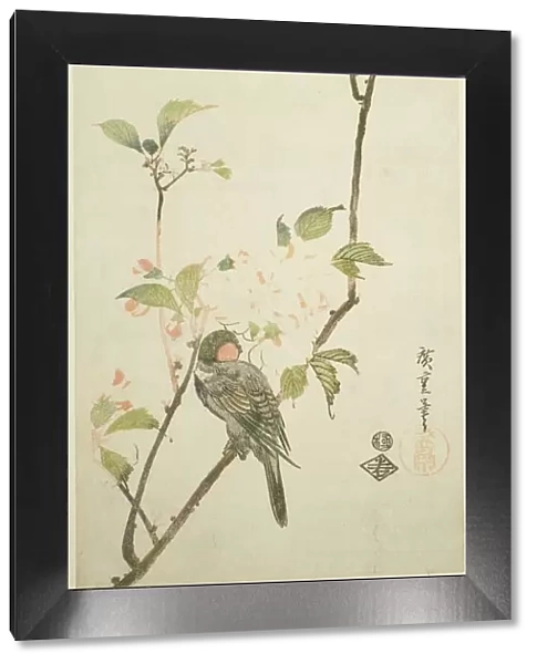 Bullfinch on aronia branch, 1830s. Creator: Ando Hiroshige