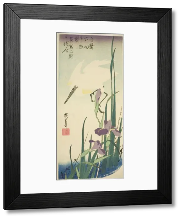 Framed Print : White heron and iris, c. 1832 / 34. Creator: Ando Hiroshige Framed Print : White heron and iris, c. 1832 / 34. Creator: Ando Hiroshige
