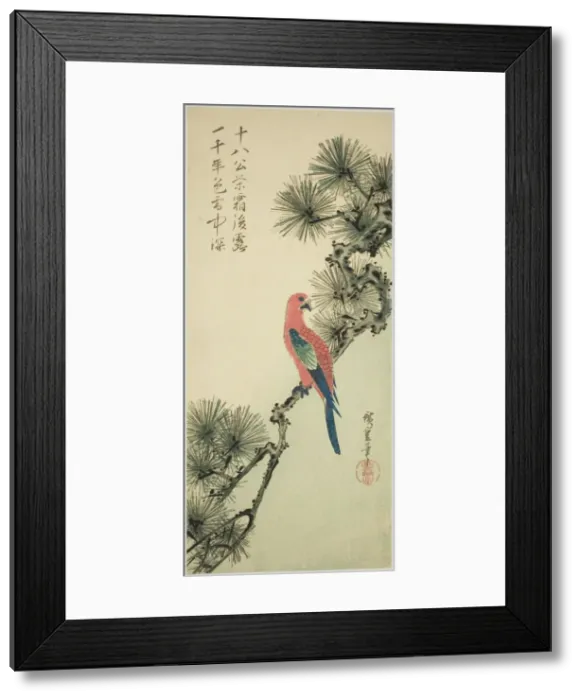 Framed Print : Macaw on a pine branch, c. 1835. Creator: Ando Hiroshige Framed Print : Macaw on a pine branch, c. 1835. Creator: Ando Hiroshige