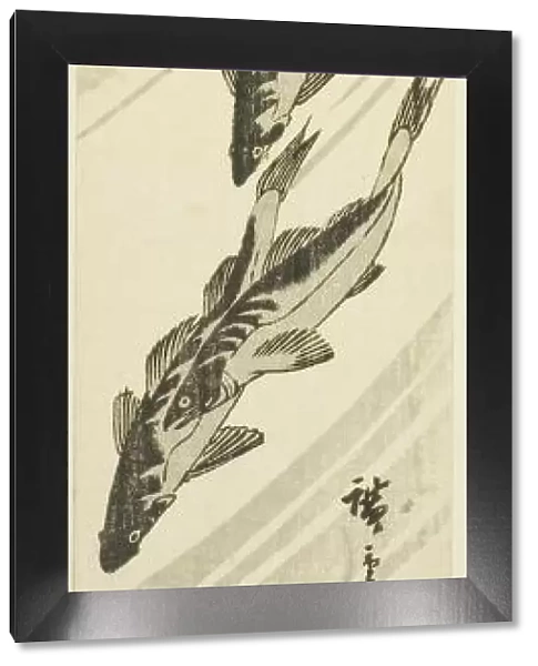 Fish in a stream, c. 1840. Creator: Ando Hiroshige