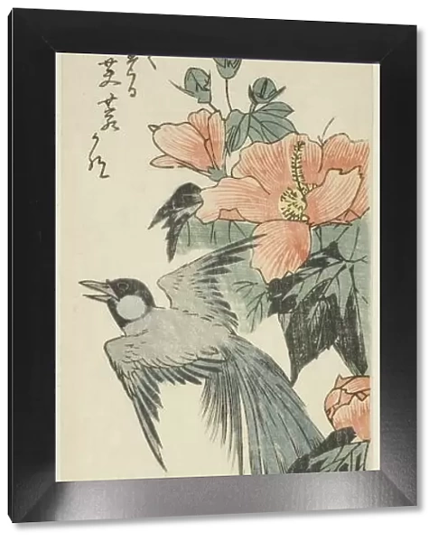 Long-tailed bird and hibiscus, 1830s-1840s. Creator: Ando Hiroshige