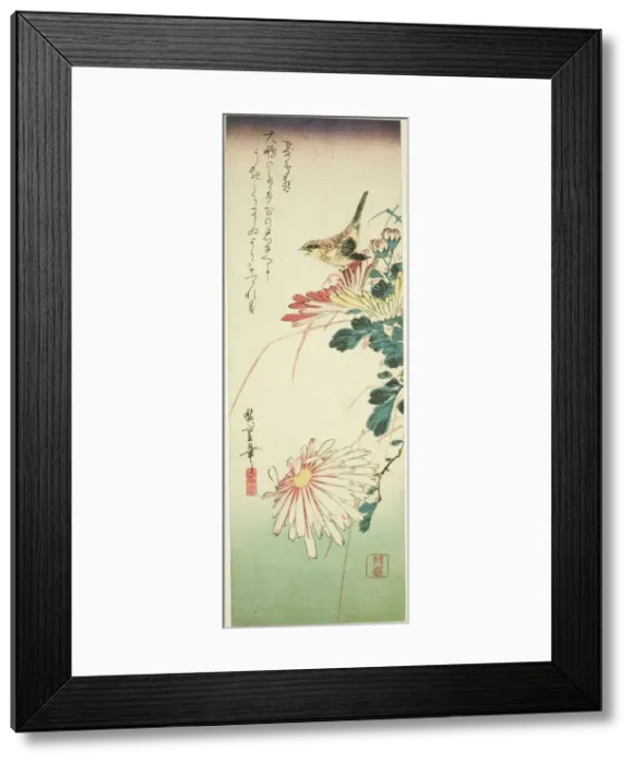 Framed Print : Bird and chrysanthemums, 1830s. Creator: Ando Hiroshige Framed Print : Bird and chrysanthemums, 1830s. Creator: Ando Hiroshige
