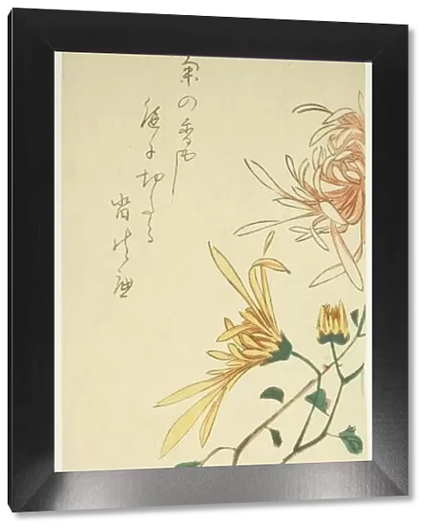 Chrysanthemums, c. 1840. Creator: Ando Hiroshige