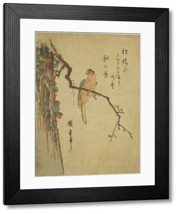 Framed Print : Macaw on ivy-covered tree, 1830s. Creator: Ando Hiroshige Framed Print : Macaw on ivy-covered tree, 1830s. Creator: Ando Hiroshige