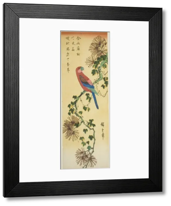 Framed Print : Macaw on ivy-covered pine branch, n. d. Creator: Ando Hiroshige Framed Print : Macaw on ivy-covered pine branch, n. d. Creator: Ando Hiroshige