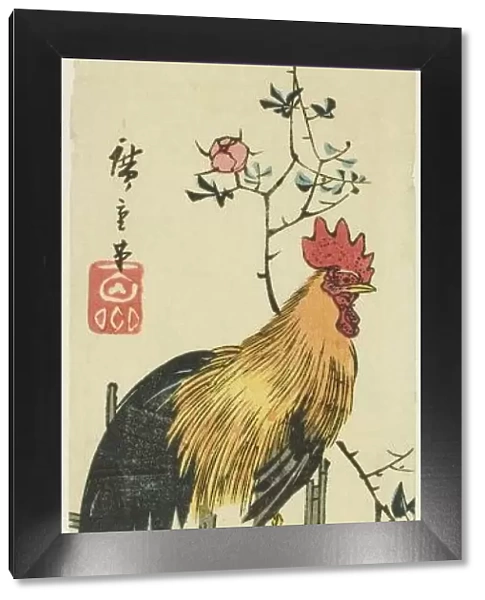 Rooster perched on rose trellis, 1854. Creator: Ando Hiroshige