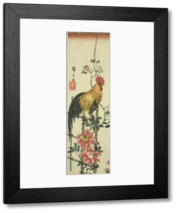 Framed Print : Rooster perched on rose trellis, 1854. Creator: Ando Hiroshige Framed Print : Rooster perched on rose trellis, 1854. Creator: Ando Hiroshige
