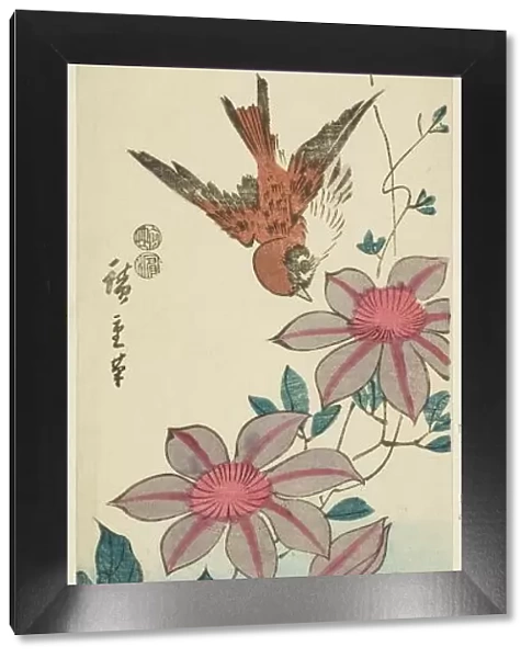 Sparrow and clematis, c. 1847 / 52. Creator: Ando Hiroshige