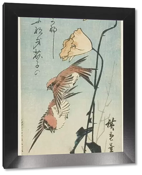 Sparrows and poppies, 1850s. Creator: Ando Hiroshige
