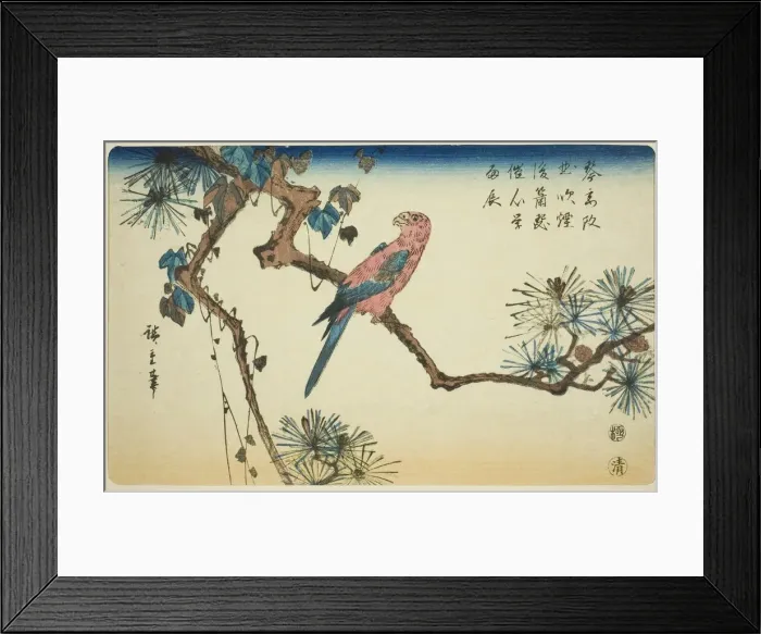 Framed Print : Macaw on pine branch, c. 1840 / 44. Creator: Ando Hiroshige Framed Print : Macaw on pine branch, c. 1840 / 44. Creator: Ando Hiroshige