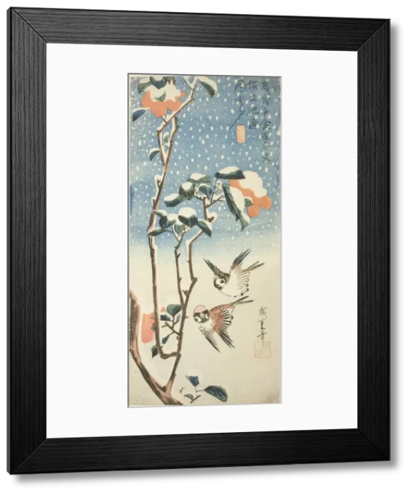 Framed Print : Sparrows and Camellia in Snow, c. 1831 / 33. Creator: Ando Hiroshige