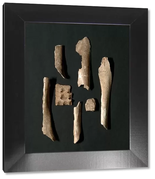 Oracle Bones (76 total), Shang dynasty (about 1600-1046 BC). Creator: Unknown
