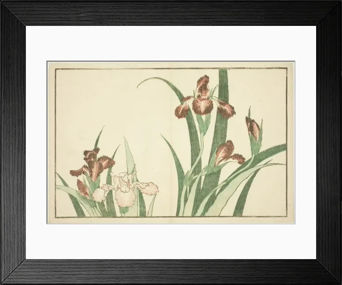 Framed Print : Iris, from The Picture Book of Realistic Paintings of Hokusai (Hokusai shashin gafu) Framed Print : Iris, from The Picture Book of Realistic Paintings of Hokusai (Hokusai shashin gafu)