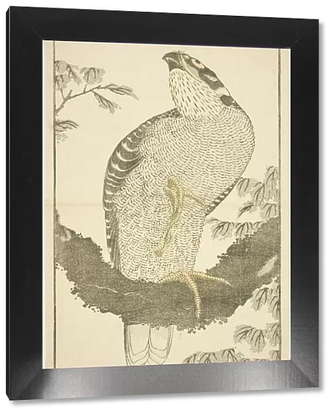 Hawk, from The Picture Book of Realistic Paintings of Hokusai (Hokusai shashin gafu)