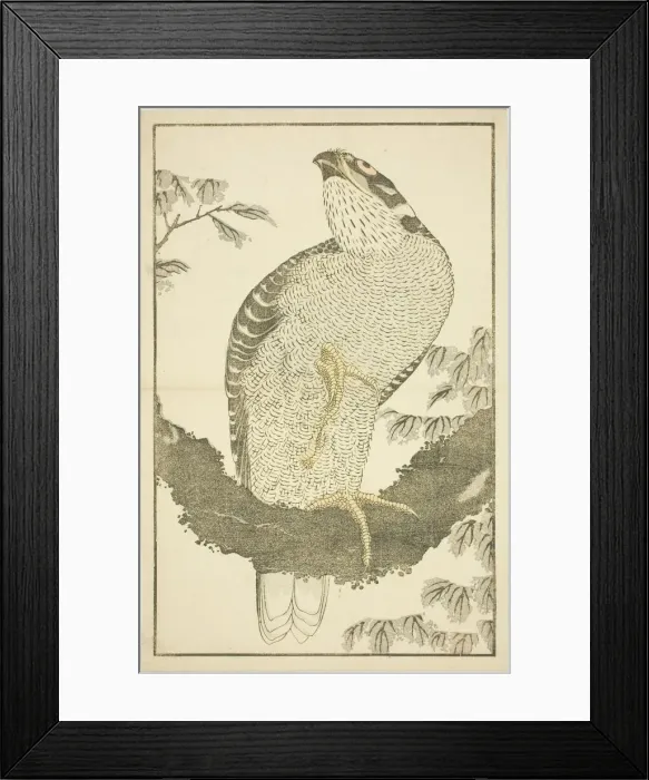 Framed Print : Hawk, from The Picture Book of Realistic Paintings of Hokusai (Hokusai shashin gafu) Framed Print : Hawk, from The Picture Book of Realistic Paintings of Hokusai (Hokusai shashin gafu)