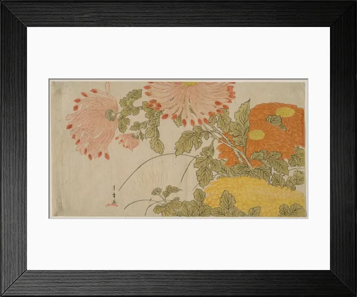 Framed Print : Chrysanthemums, Japan, early 1780s. Creator: Shunsho Framed Print : Chrysanthemums, Japan, early 1780s. Creator: Shunsho