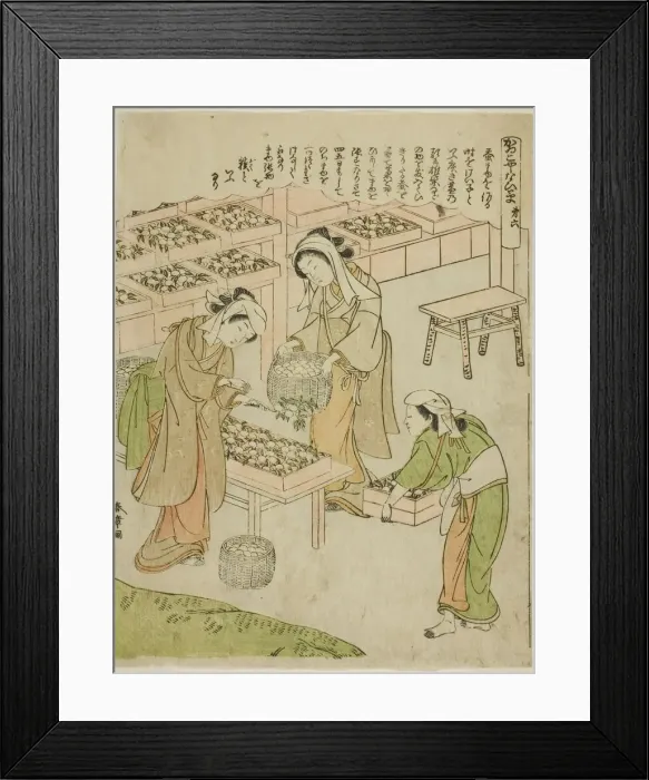 Framed Print : Plate 6 (Examining the Newly Spun Cocoons), from the series Kaiko Yashinai-gusa, Japan, c. 1772. Creator: Shunsho. Plate 6 (Examining the Newly Spun Cocoons), from the series Kaiko Yashinai-gusa, Japan, c. 1772. Creator: Shunsho Framed Print : Plate 6 (Examining the Newly Spun Cocoons), from the series Kaiko Yashinai-gusa, Japan, c. 1772. Creator: Shunsho. Plate 6 (Examining the Newly Spun Cocoons), from the series Kaiko Yashinai-gusa, Japan, c. 1772. Creator: Shunsho