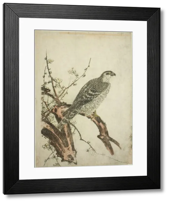 Framed Print : Hawk on a Plum Branch, Japan, c. 1796 / 1804. Creator: Kitagawa Utamaro Framed Print : Hawk on a Plum Branch, Japan, c. 1796 / 1804. Creator: Kitagawa Utamaro
