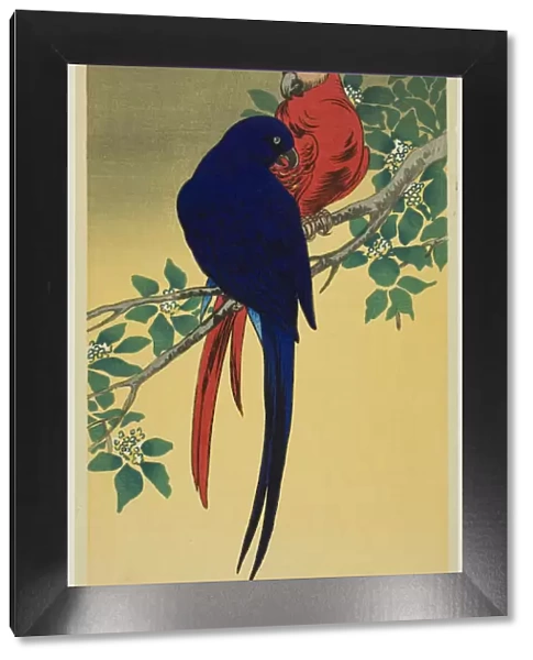 Blue and Red Macaws, n. d. Creator: Shunko