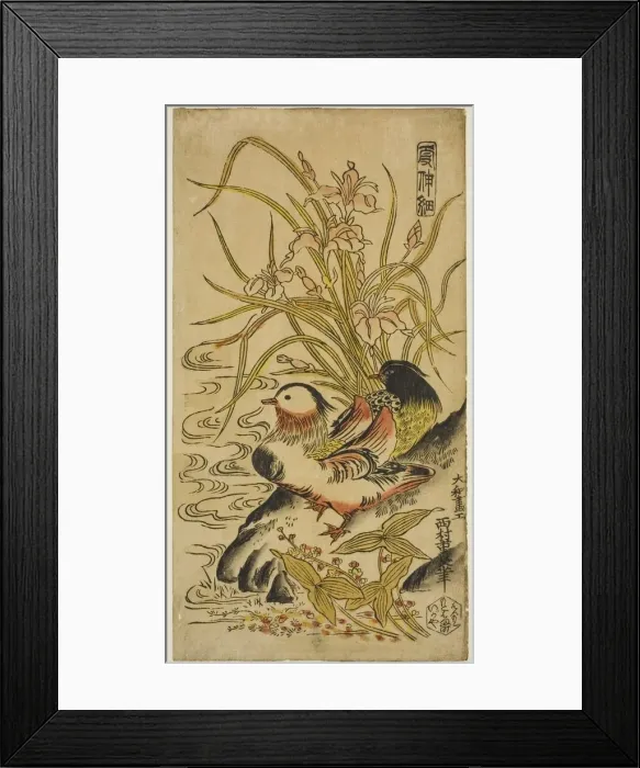 Framed Print : Mandarin Ducks, from the series Kashinsai, c. 1725 / 27 Framed Print : Mandarin Ducks, from the series Kashinsai, c. 1725 / 27