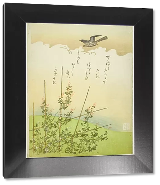 Cuckoo flying over deutzia flowers, Japan, c. 1766. Creator: Komatsuya Hyakki